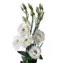 ΛΥΣΙΑΝΘΟΣ  ΛΕΥΚΟΣ LYS.  PICCOLO WHITE